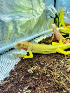 Albino T- 