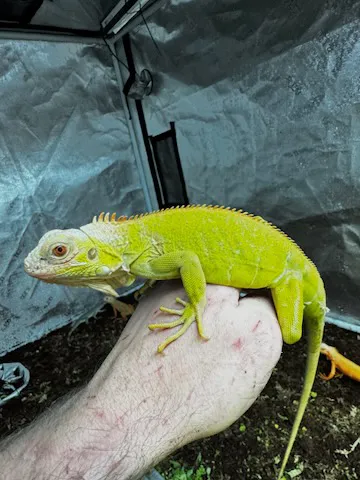 Caramel Albino T+ 