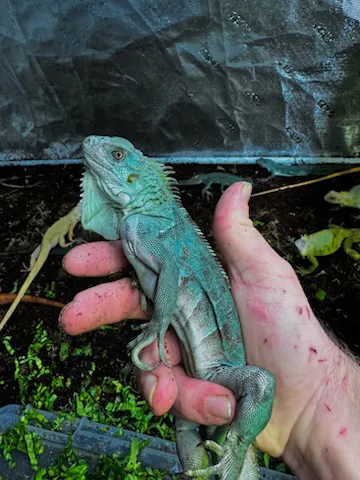 Rachan Blue (Titanium Axanthic)