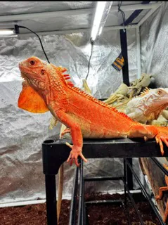 Red Albino T+ 