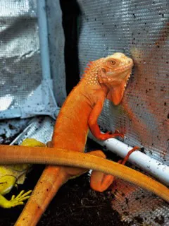 Red Albino T- (Crimson/Super Crimson)