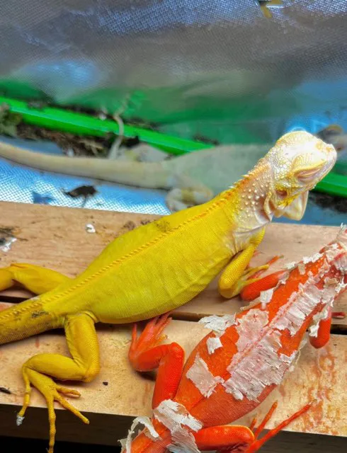 Yellow Candymoon 