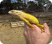 albino_t_minus