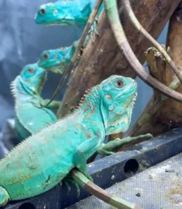 test iguana
