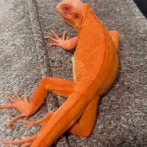 test iguana addition