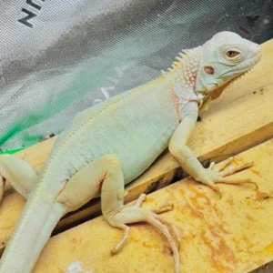 test iguana